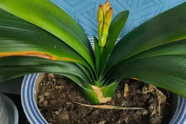 君子兰开花的叶片数量 ,君子兰长出多少片叶子可能开花呢？插图4