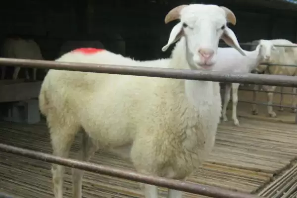 肉用型家畜的特点，生长速度快且单位体重产品率高插图1