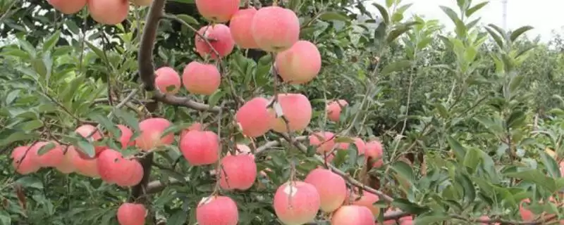 烟富苹果树苗有什么品种，以下4种比较常见-会东网