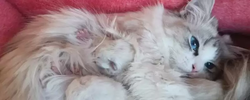 母猫发情的时候能做绝育吗 ,母猫发情时是不可以进行绝育手术的-会东网