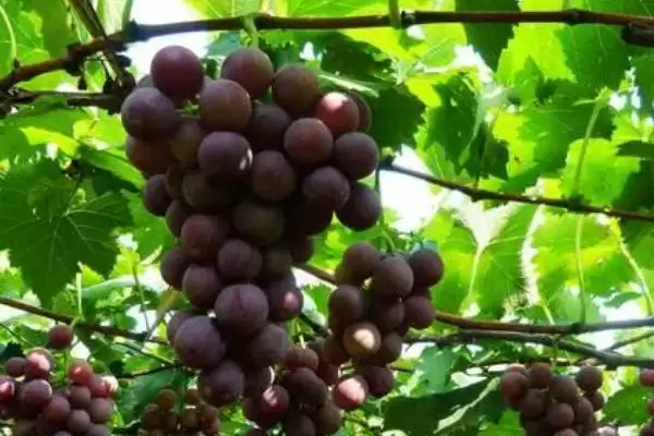 葡萄肥水管理秘籍：牢记这4点，葡萄更香甜插图3