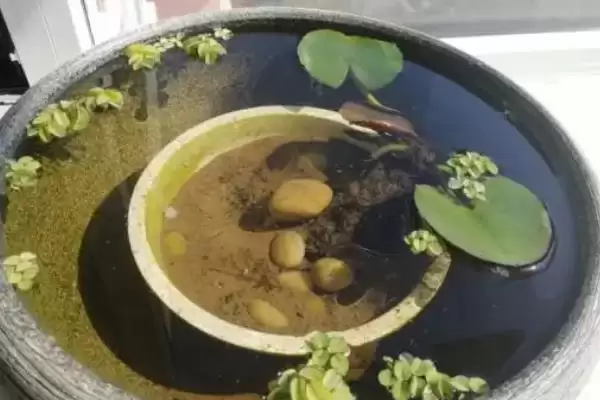 小睡莲无土水培的方法和要点?无土水培小睡莲需掌握哪些关键技巧?插图5 小睡莲无土水培的方法和要点?无土水培小睡莲需掌握哪些关键技巧?插图5