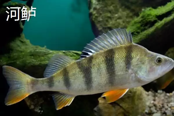 鲈鱼和加州鲈鱼有什么区别 ,鲈鱼与加州鲈鱼的区别在哪插图6