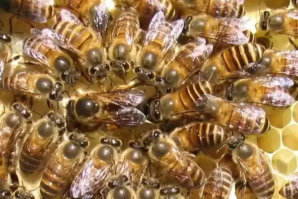 夏季快速繁中蜂的方法，要做好防暑降温工作插图3