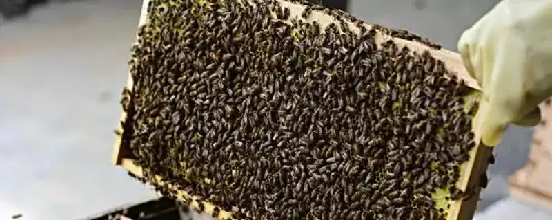 养什么蜂具有良好的效益，虎头蜂、意蜂等品种均是适宜选择-会东网