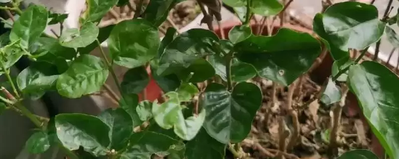茉莉叶螟的防治方法，可实行人工捕杀或药剂防治-会东网