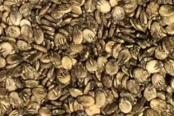 了解无籽西瓜种子价格的方法和重点？掌握无籽西瓜种子价格要做好哪些细节？插图1