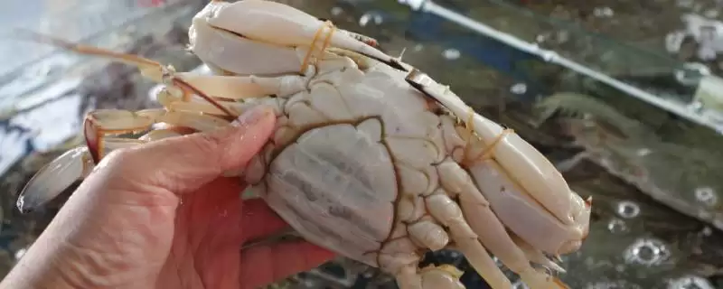 如何挑选蟹黄多的母蟹？挑选母蟹判断蟹黄多少要运用哪些方法？-会东网