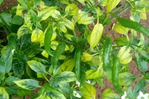 辣椒新叶起皱的原因 ,缺水和缺微量元素如何致新叶皱？插图2
