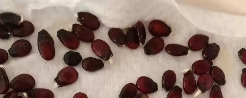 西瓜种子催芽方法的方法和重点？西瓜种子催芽要做好哪些细节？-会东网