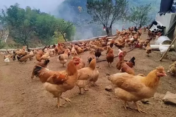 计算散养土鸡成本的方法和重点？养鸡要做好哪些成本核算？插图3