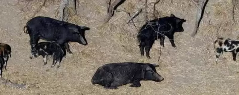 防治野猪呼吸道疾病的方法和重点？养猪要做好哪些疫病防控细节？-会东网
