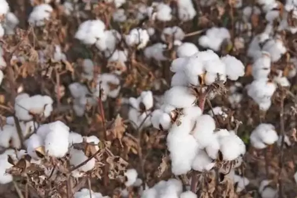 中国十大蜜源植物，花期持续时间长短不一插图9
