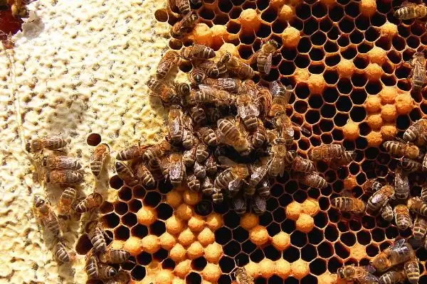 野生蜜蜂的筑巢地点，常在山区或半山区的树洞、石缝中筑巢插图3