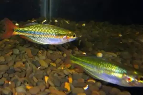 马达加斯加彩虹鱼好不好养 ,马达加斯加彩虹鱼饲养难不难插图5