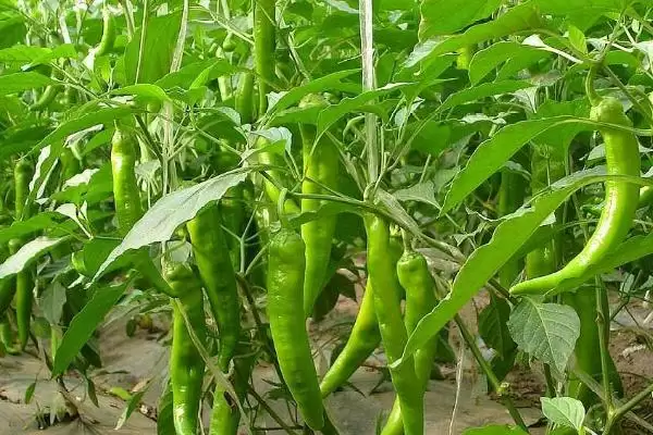 辣椒落花落叶的处理方法 ,辣椒落花落叶为何选抗逆品种？插图2