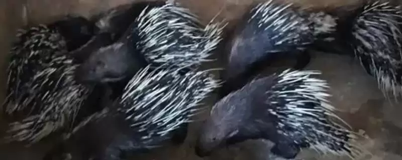 特种豪猪引种与驯化要注意什么？特种豪猪引种与驯化要遵循哪些关键要点？-会东网