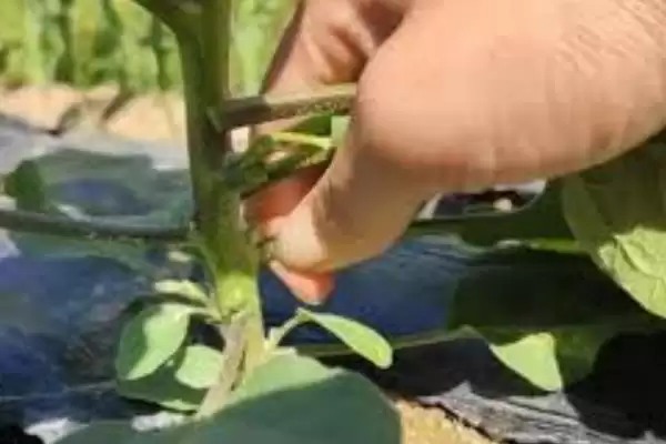 种茄子实现高产的方法和重点？种茄子实现高产要做好哪些细节？插图4