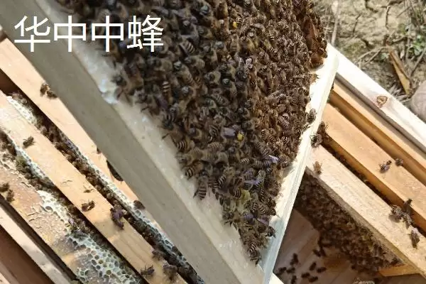 中蜂的品种，群势大小不一插图2