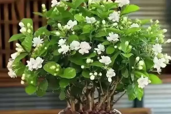盆栽茉莉修剪技巧：生长期、开花期和花后修剪的方法插图1
