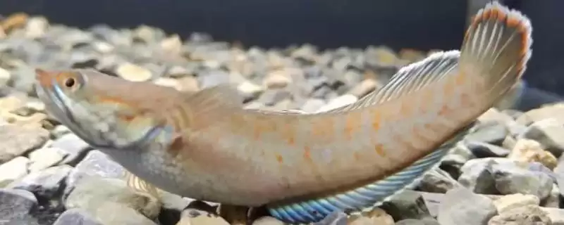 奶茶雷龙鱼的成长极限:能长到20厘米的神奇之旅-会东网