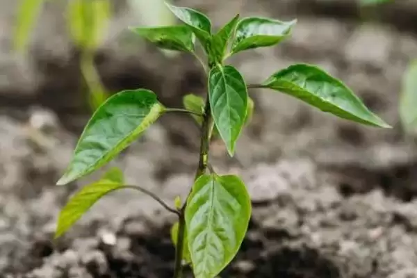 辣椒的生长周期 ,辣椒从现蕾到坐果需多久时间？插图2