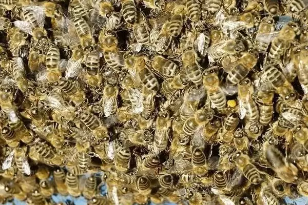 蜂群没有蜂王会怎么样，若一直没有蜂王补充新蜂存活不了多久插图1