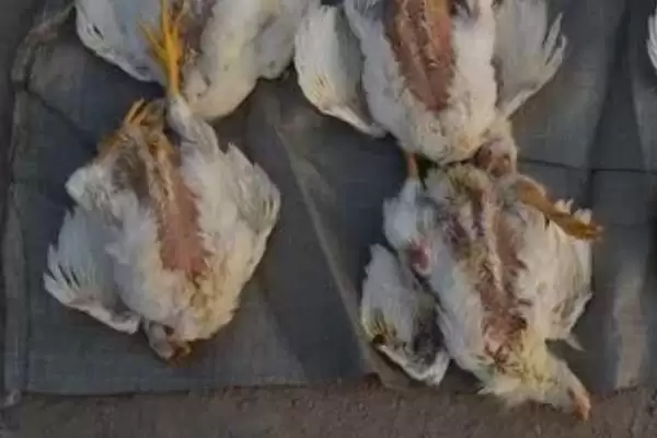 提高养鸡经济效益的方法和重点？养鸡要做好哪些效益提升策略？插图3