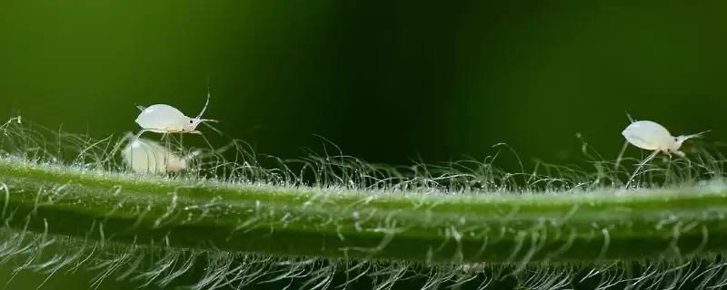 冬瓜瓜蚜危害症状，多群集在叶背、嫩茎和嫩梢刺吸汁液-会东网