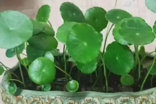 铜钱草常见的养殖方式？养殖铜钱草要了解哪些常见的水培、土培等方式要点？插图2