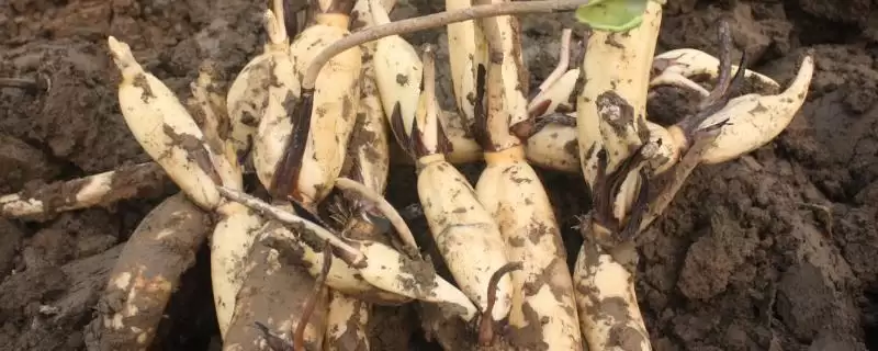 莲藕的优质品种 ,有哪些好吃的莲藕品种推荐呢?插图 莲藕的优质品种 ,有哪些好吃的莲藕品种推荐呢?插图