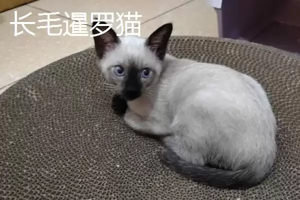 猫有哪些常见的品种 ,猫的哪些品种有优势特点插图3