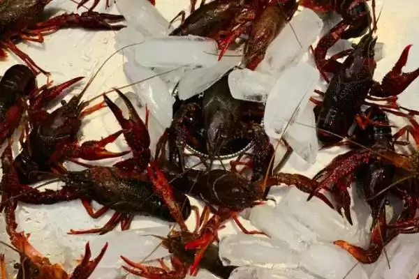 南极小龙虾的神秘世界：生活在150-650米深海域的奇妙生物插图2