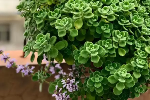 碰碰香开花时间揭秘:夏季开花的美丽时刻插图2 碰碰香开花时间揭秘:夏季开花的美丽时刻插图2