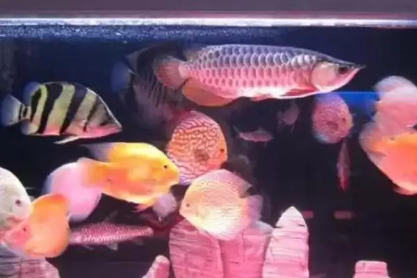 锦鲤和鹦鹉鱼的混养问题 ,锦鲤能和鹦鹉鱼混养在一起吗插图2