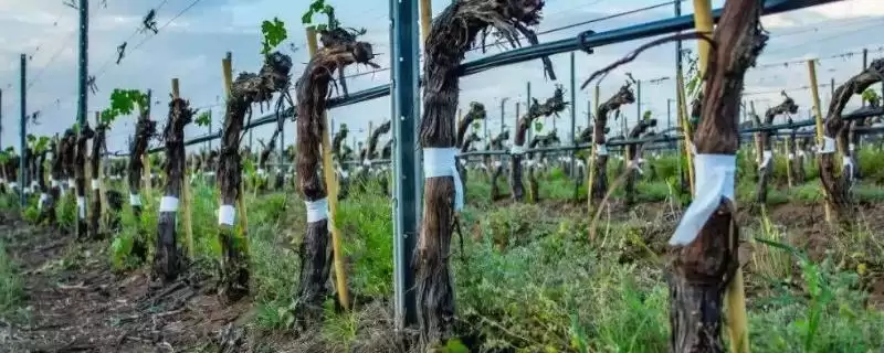 葡萄树冬季防寒攻略：培土、缠膜、喷药等的实用技巧-会东网