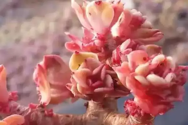 夏季养蜡牡丹的方法和要点？夏季养殖蜡牡丹要掌握哪些关键步骤？插图3