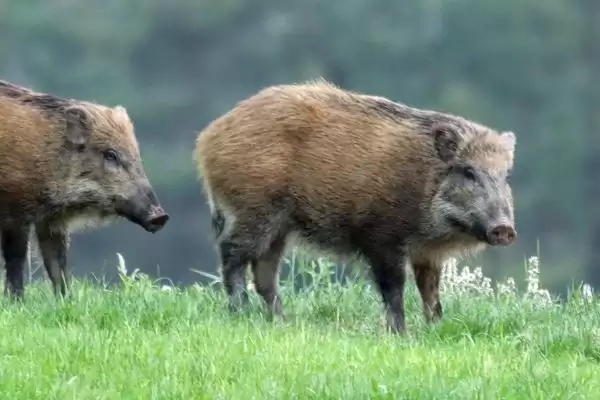 了解野猪冬天是否滚泥潭习性的方法和重点？养猪要做好哪些习性观察细节？插图2