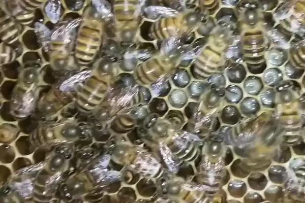 蜜蜂常见病虫害和防治方法，常见的病虫害有囊状幼虫病、爬蜂病、白垩病插图5