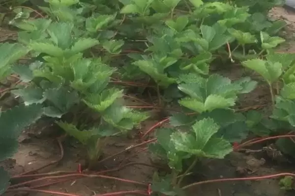 怎么应对草莓育苗和种植期间土壤带菌的问题,高温闷棚可以有效灭杀细菌和虫卵插图5 怎么应对草莓育苗和种植期间土壤带菌的问题,高温闷棚可以有效灭杀细菌和虫卵插图5