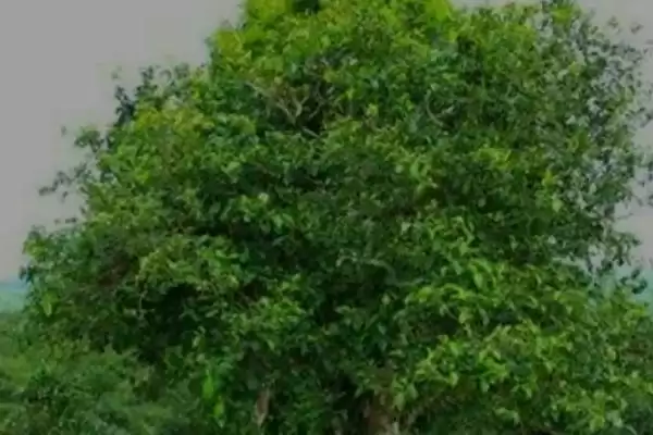茶树是不是蜜源植物，属于蜜源植物插图4