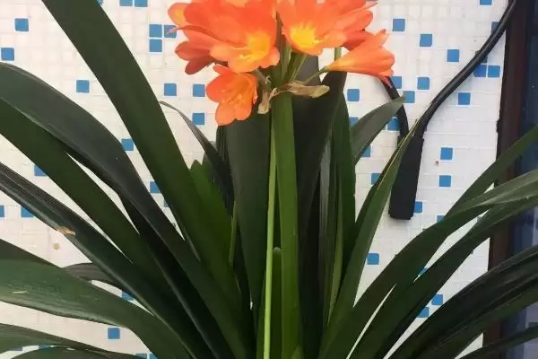 君子兰开花的叶片数量 ,君子兰长出多少片叶子可能开花呢？插图3