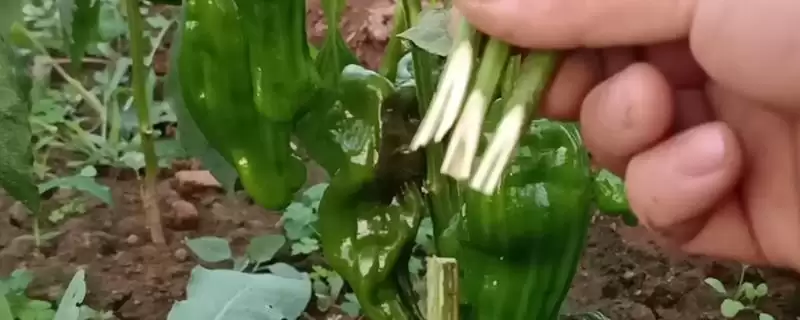 辣椒的嫁接方式 ,辣椒嫁接有哪些具体的方式呢？-会东网