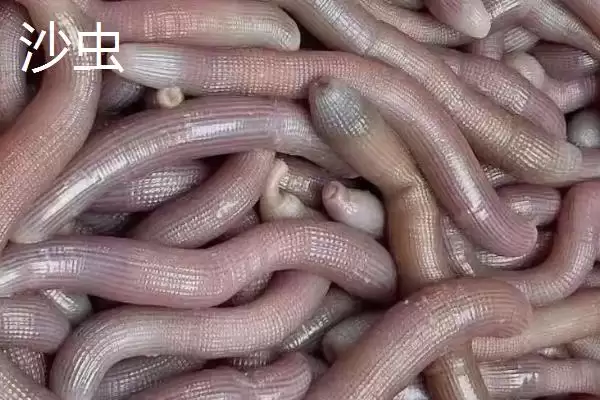 泥丁和沙虫的区别在哪?外观像钉子与肠子的奇妙生物插图2 泥丁和沙虫的区别在哪?外观像钉子与肠子的奇妙生物插图2