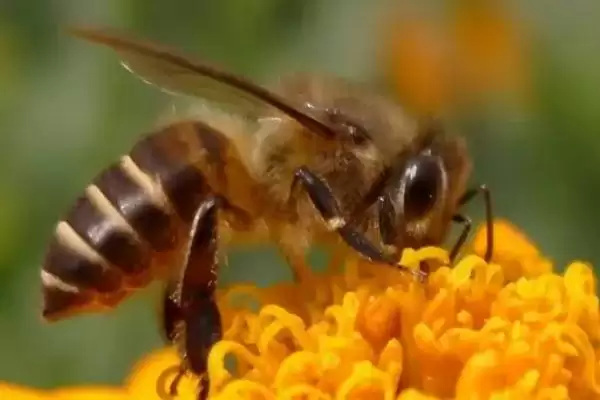 中国常见的蜜蜂有几种，有中华蜜蜂、意大利蜜蜂、东北黑蜂等11种左右插图2