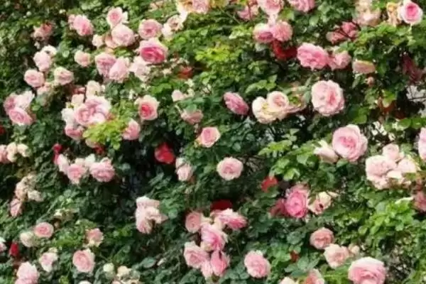蔷薇花不长原因剖析:光照不足或养分不足的影响插图1 蔷薇花不长原因剖析:光照不足或养分不足的影响插图1