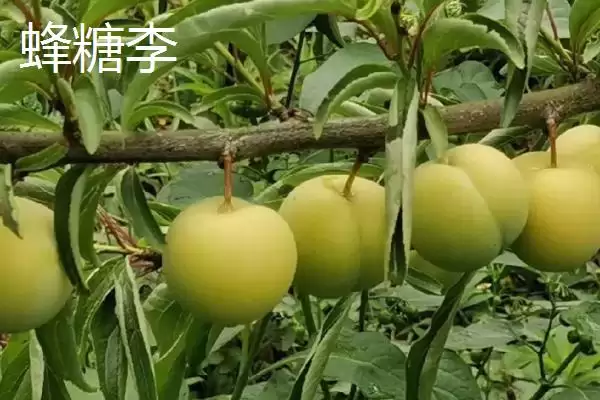 紫翡翠李子的甜度，一般可达到16度左右插图4