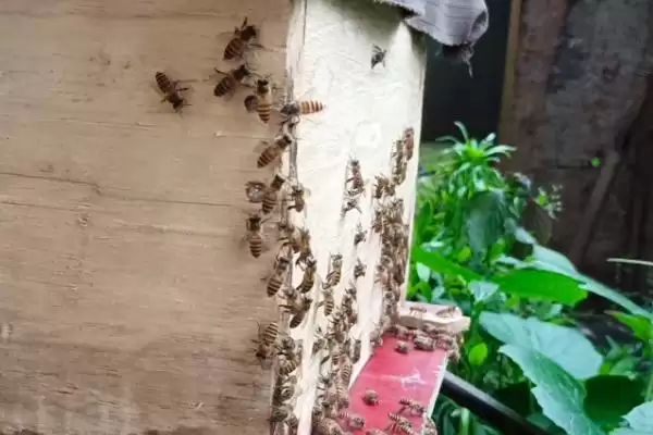 中蜂为什么容易飞逃，蜜源匮乏或病害严重都有可能插图3