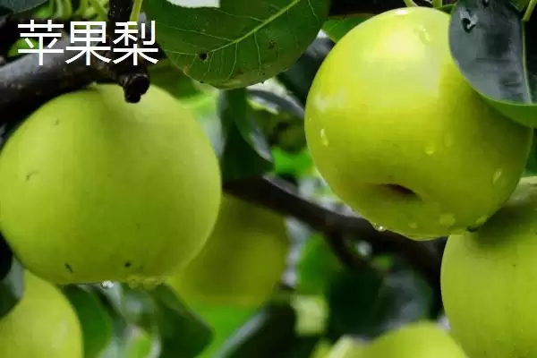 苹果梨的产地，多分布于东北、华北和西北插图2