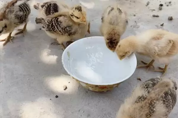 明确小鸡是否需要喝水的方法和重点？养鸡要做好哪些饮水管理？插图1